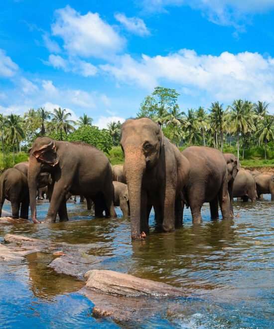 Essence of Sri Lanka: A 7-Day Cultural and Scenic Journey